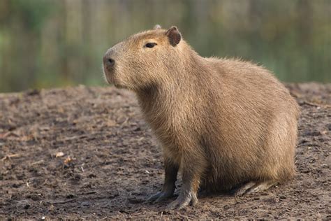 Capivara - ecologia, características, fotos - InfoEscola