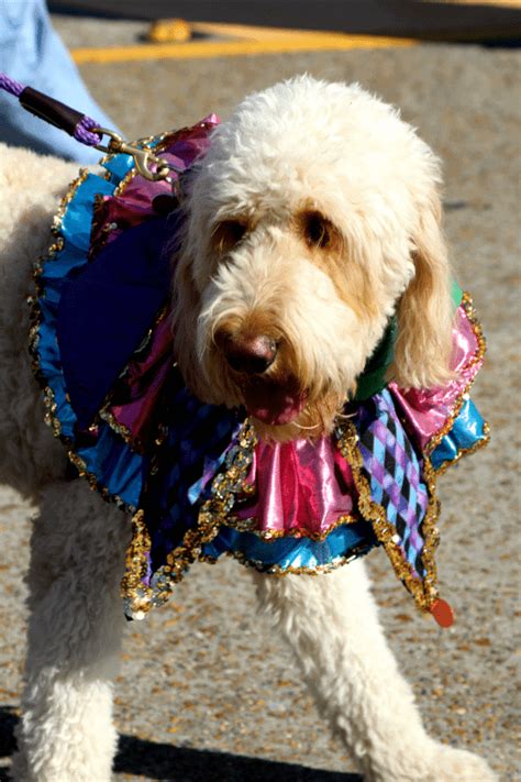 Krewe of Barkus Parade in Lake Charles, Louisiana - Tammilee Tips