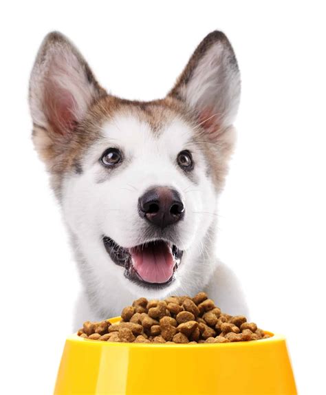 Nutrition for pets: Give your dog the right food for his lifestyle