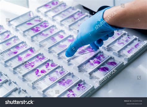 Histology Photos and Images | Shutterstock