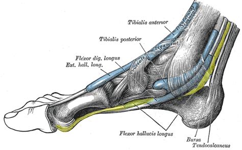 flexor hallucis longus tendon pain