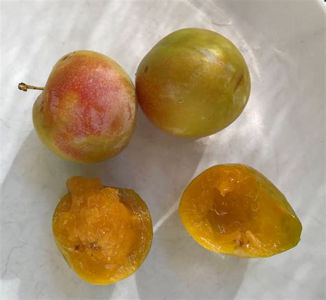 Gardening : Not so common plums. Sultan, Peach-plum Hybrid DPRU 377 ...