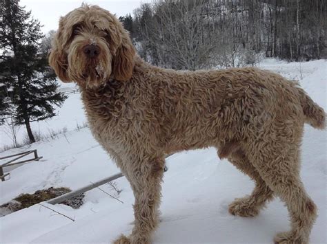 Spinone Italiano dog breed - Animal Care