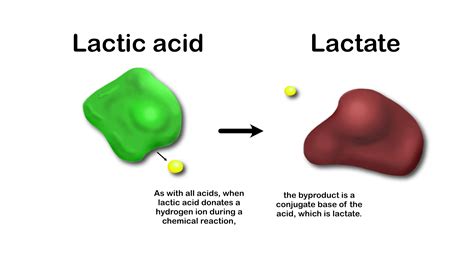 Dilute Lactic Acid at ryanmmillero blog