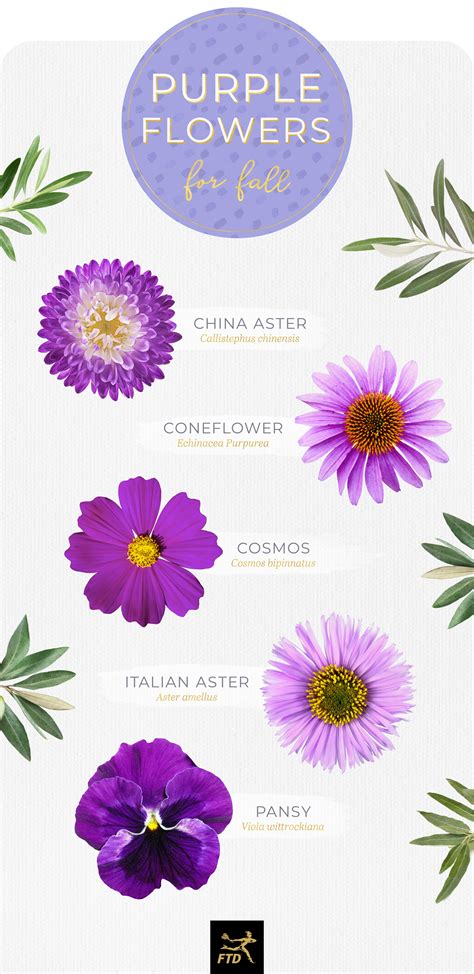 5 Petal Purple Flower Names - Home Alqu