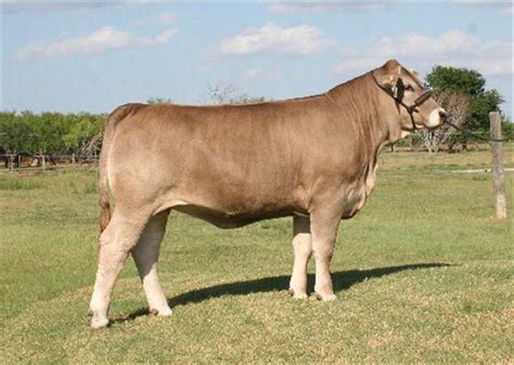 American Brown Swiss - Cow Breeds : 51 pics