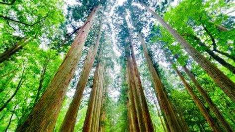 Tips For Staining Cedar White - Top Woodworking Advice