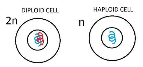 56 Best Of What Is The Haploid Cell - insectza