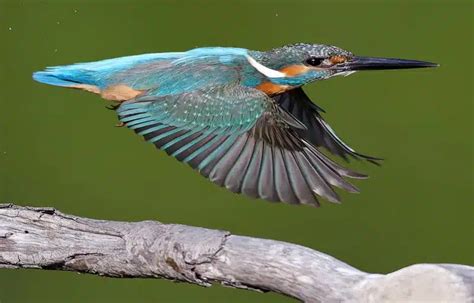 Kingfisher Symbolism: 5 Spiritual Meanings