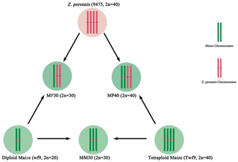 Mysterious meiotic behavior of autopolyploid and allopolyploid maize