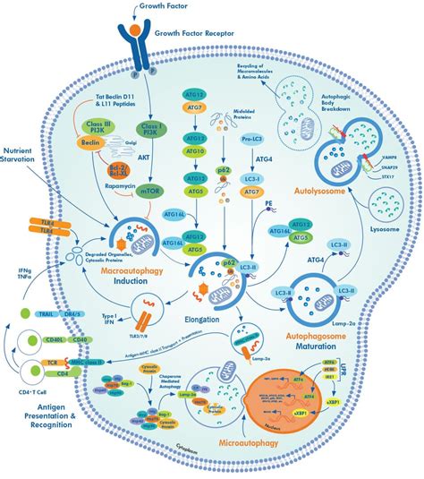 Autophagy Signaling Interactive Pathway: Novus Biologicals