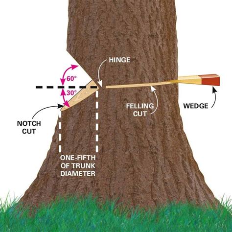 How to Cut a Tree Down Using a Chainsaw Safely and Easily