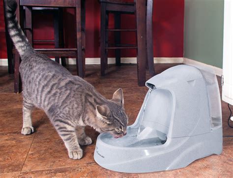 Top 5 Automatic Water Dispensers for Cats