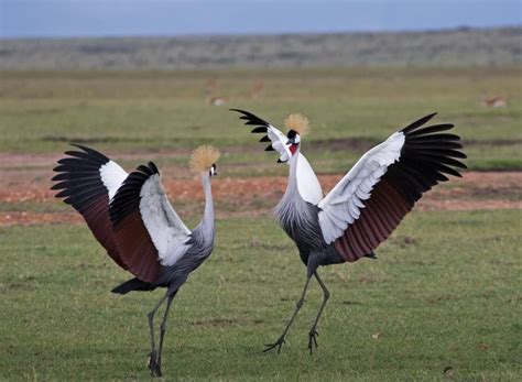 What Does a Crane Symbolize? Understanding the Crane Bird Meaning