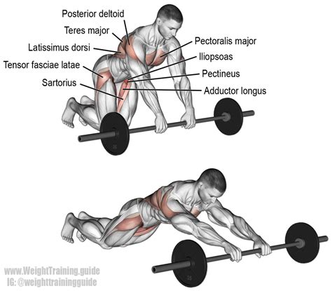 Barbell rollout exercise instructions and video | Weight Training Guide ...