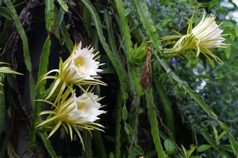 Dragon Fruit Flower Blooming