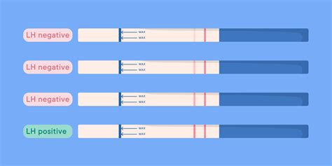 Everything you need to know about ovulation tests