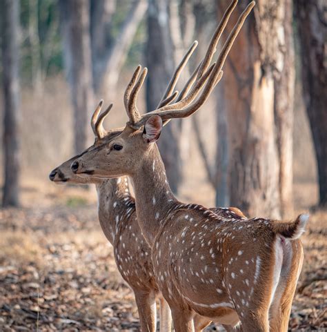 Chital (spotted deer) C&C