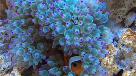 Bubble Tip Anemone: Complete Guide to Care, Breeding, Tank Size and ...