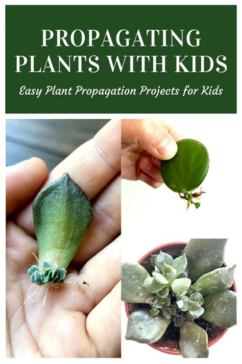 Plant Propagation for Kids - My Tasteful Space | Propagating plants ...