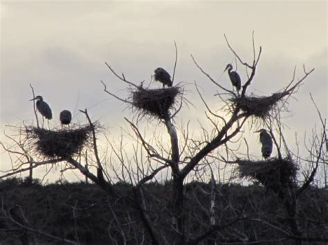 Great Blue Heron Nesting Colony - FeederWatch