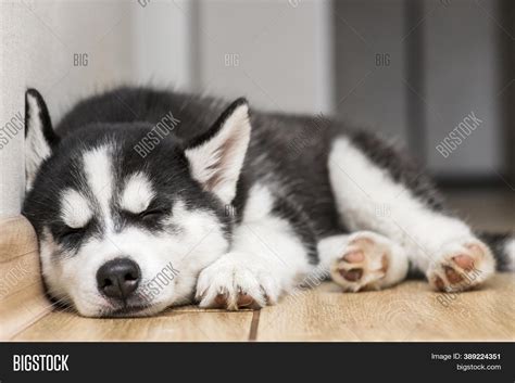 Husky Puppy Sleeping Image & Photo (Free Trial) | Bigstock