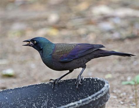 Pictures and information on Common Grackle