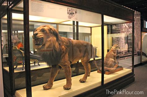 The Pink Flour: Chicago World's Fair Exhibit at The Field Museum