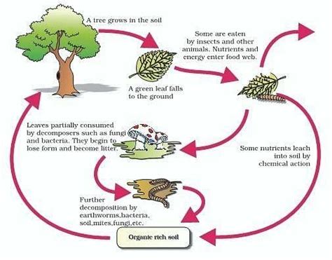 Decomposition: Types and Process of Decomposition