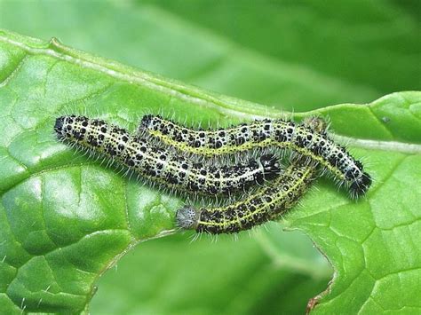 Caterpillar - Large White or Cabbage White (Pieris brassicae ...