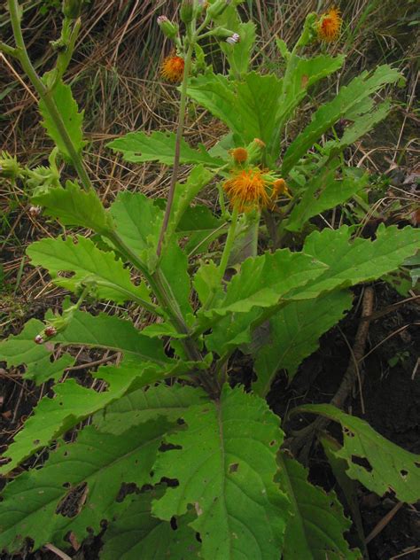 Gynura (Asteraceae) image 28890 at PhytoImages.siu.edu