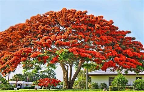 Cây Phượng Vĩ - Đặc điểm, Ý nghĩa Phong Thủy và Công Dụng - Xanh Bonsai