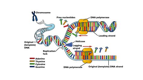 How many stages are there in DNA replication?