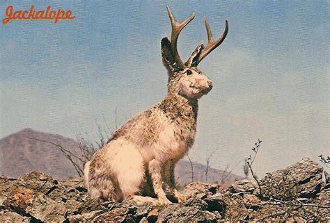 Jackalopes of Wyoming – Myth or Reality? – Legends of America