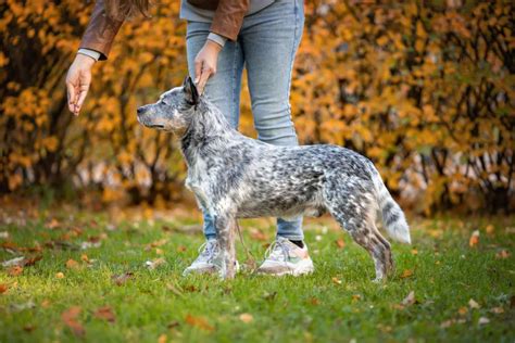 Are Blue Heelers Good Dogs