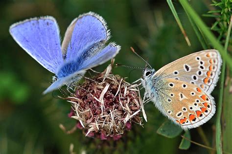 Little Blue Butterfly Identification