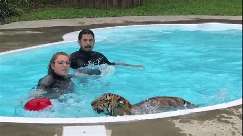 Cutest baby Tiger swimming Experience - YouTube