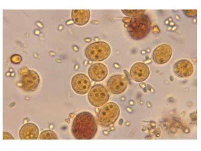 Endolimax Nana Life Cycle