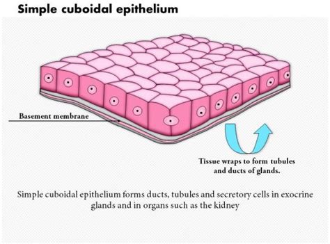 0614 Simple Cuboidal Epithelium Medical Images For Powerpoint ...