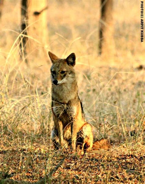 FridayFacts‬ about ‪#‎IndianJackals‬; 1. The Indian Jackal or Himalayan ...