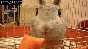 rabbit - animal: Rabbit Eating Carrot Gif