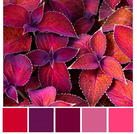 Red red violet color palette – Artofit