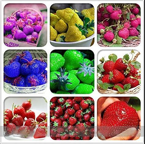 Approx 900 seeds, 9 different strawberry varieties strawberry seeds ...