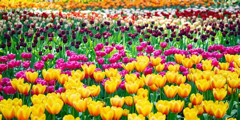 Download Tulips Field Netherlands Spring Zoom Background | Wallpapers.com