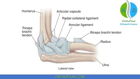 Elbow Anatomy