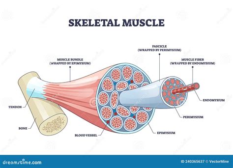 Skeletal Muscle Structure With Anatomical Inner Layers Outline Diagram ...