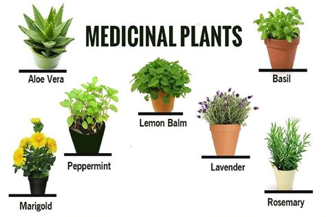 Medicinal Plants and their uses with pictures and Scientific Names ...