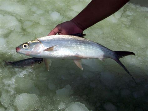 Fishes Images: Bangus