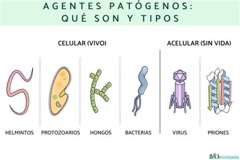 Agentes patógenos: qué son y tipos - Resumen para estudiar