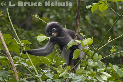 pig-tailed macaque | Wildlife Photography in Thailand and Southeast Asia